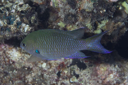 Image of Metallic demoiselle