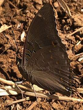 Imagem de Charaxes cithaeron Felder 1859