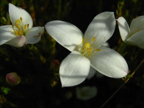 Image of Greater mountain carnation