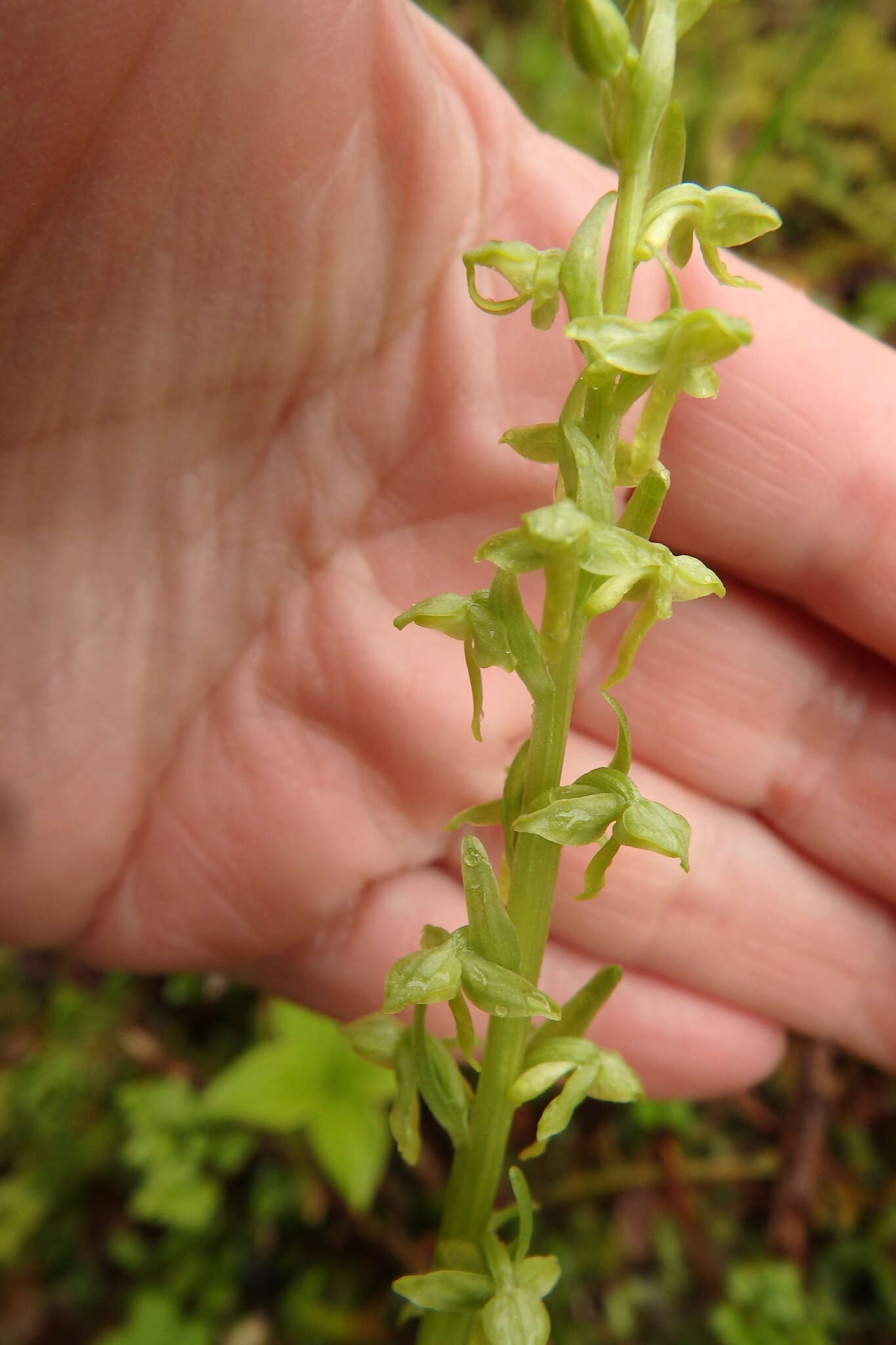 Слика од Platanthera stricta Lindl.