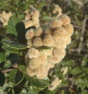 Image of Searsia incisa (L. fil.) F. A. Barkley