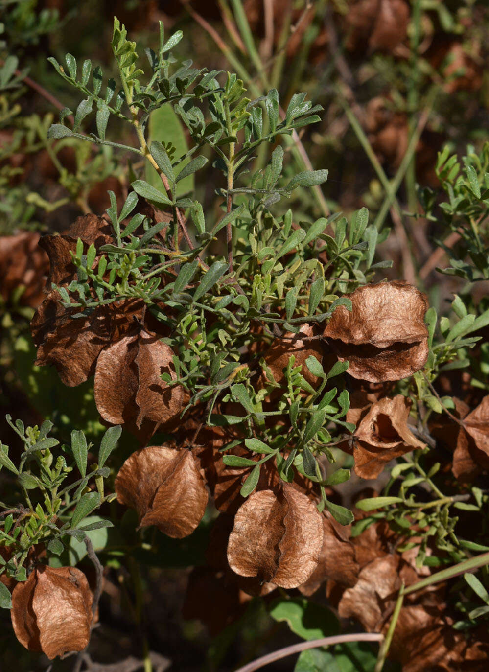 Image de Dodonaea physocarpa F. Müll.