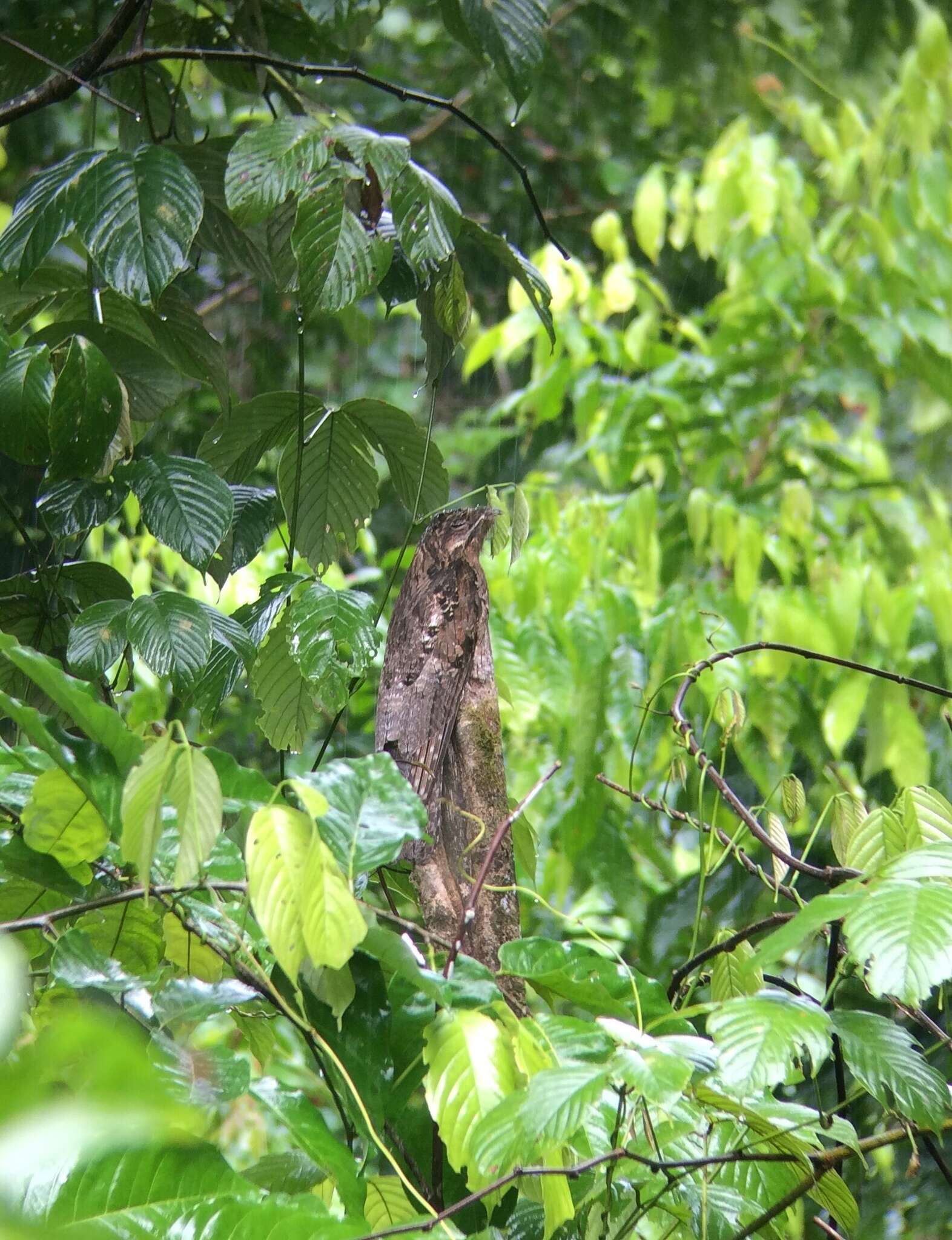 Image of Common Potoo