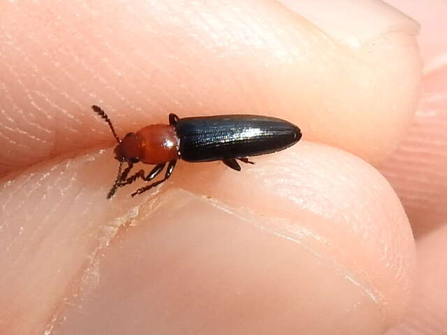 Image of Clover Stem Borer