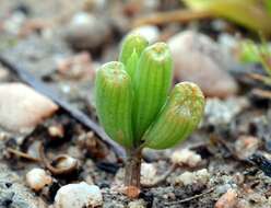 Image of Bulbine diphylla Schltr. ex Poelln.