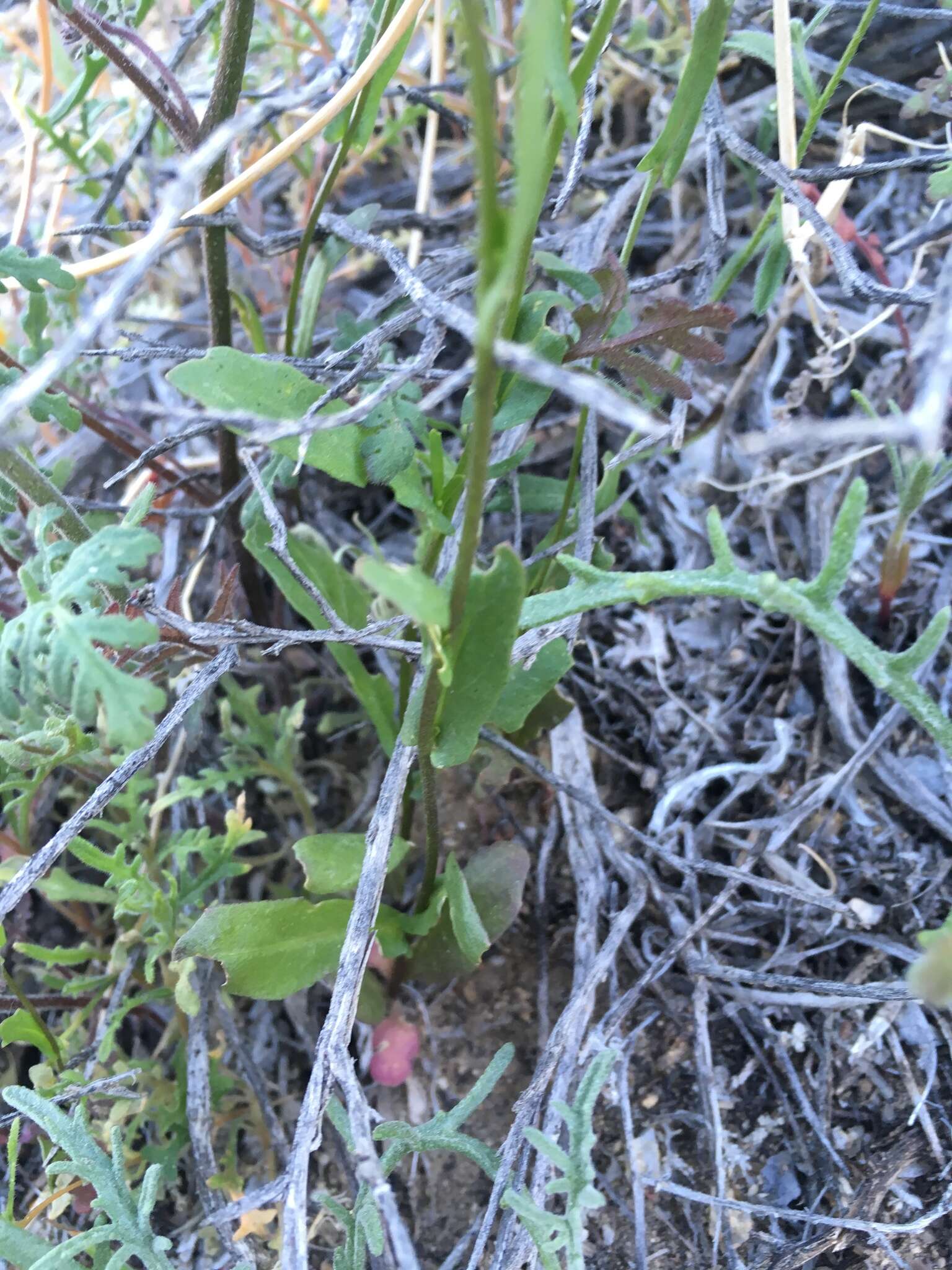 Image de Caulanthus cooperi (S. Watson) Payson