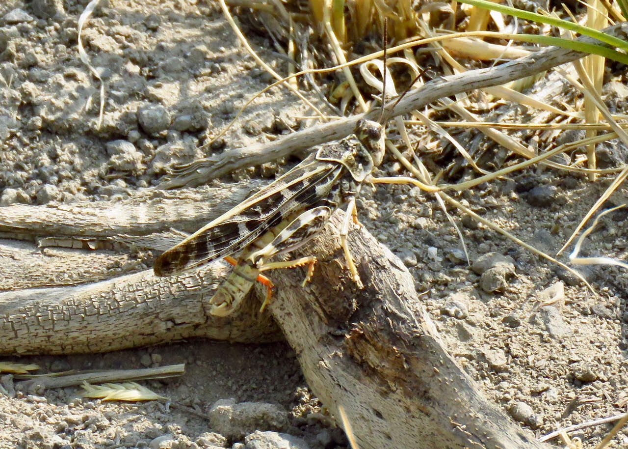 Image of Red-shanked Grasshopper