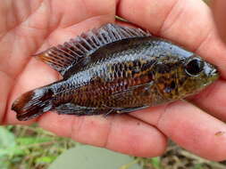 Image of Monarch Cichlid