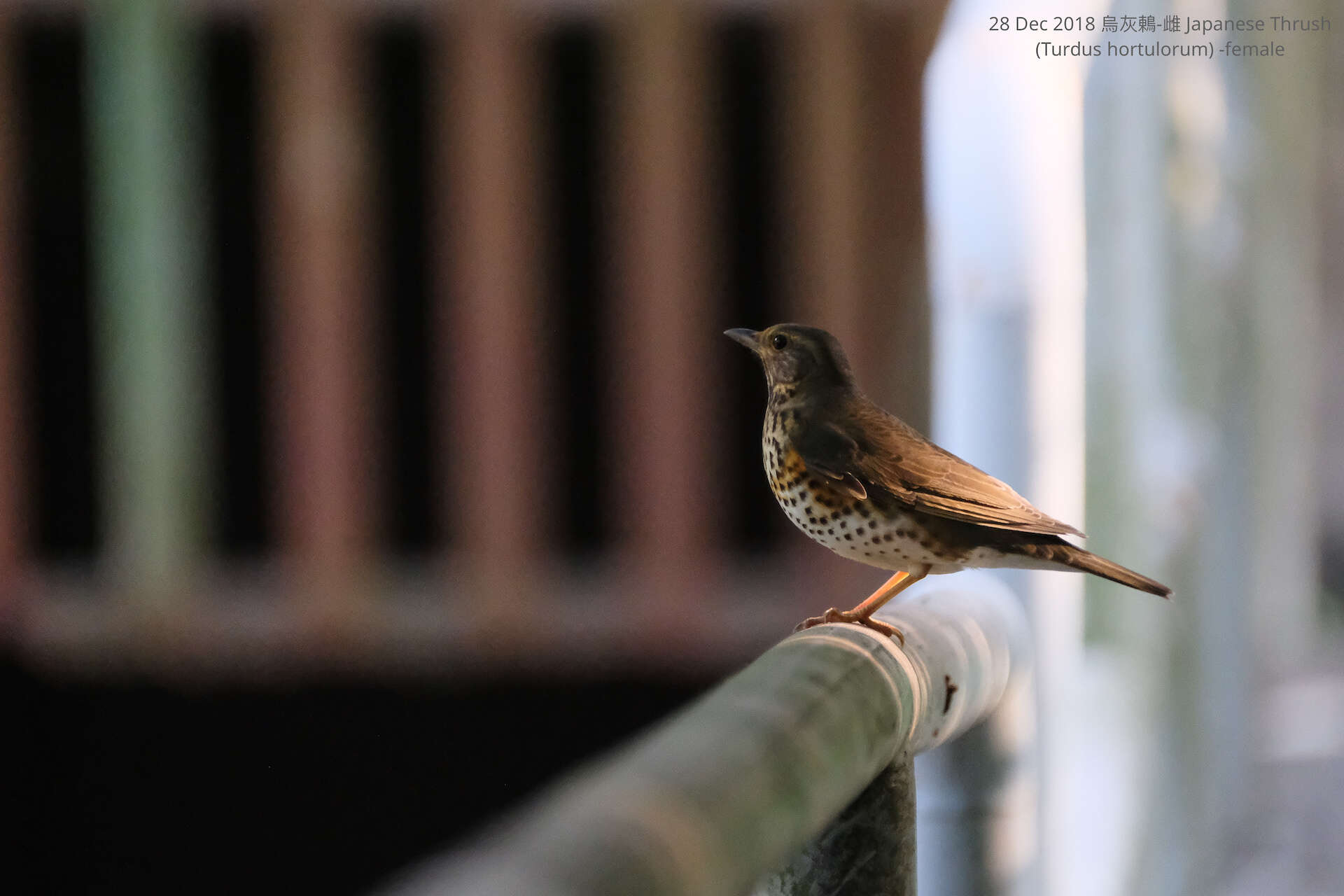 Image of Janpanese Thrush