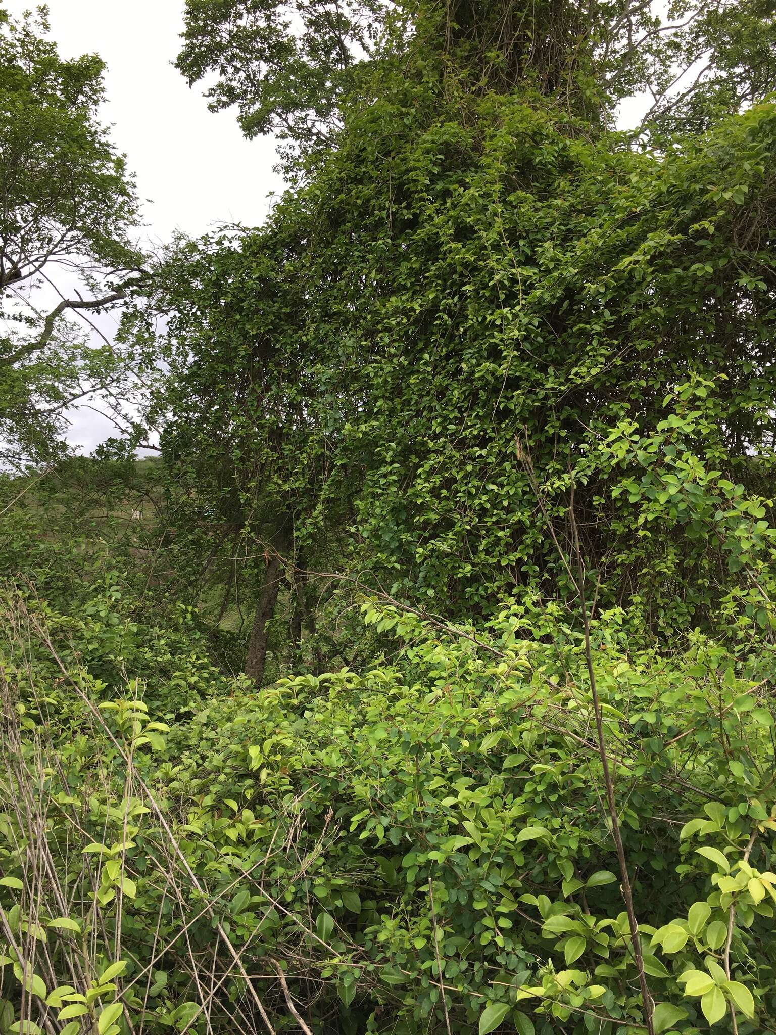 Image of Barbados shrub