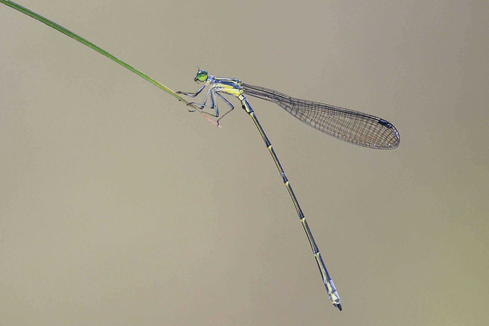 Image of Neosticta canescens Tillyard 1913