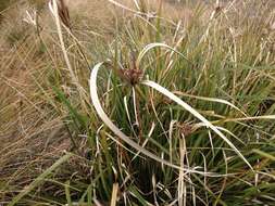 Image of Cyperus ustulatus A. Rich.