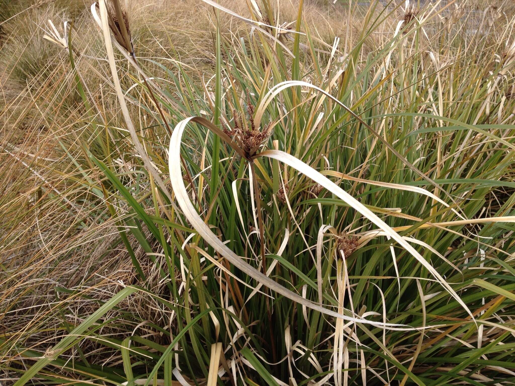 Image of Cyperus ustulatus A. Rich.