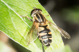 صورة Helophilus neoaffinis Fluke 1949