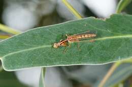 Image of Campion callosus Lambkin 1986