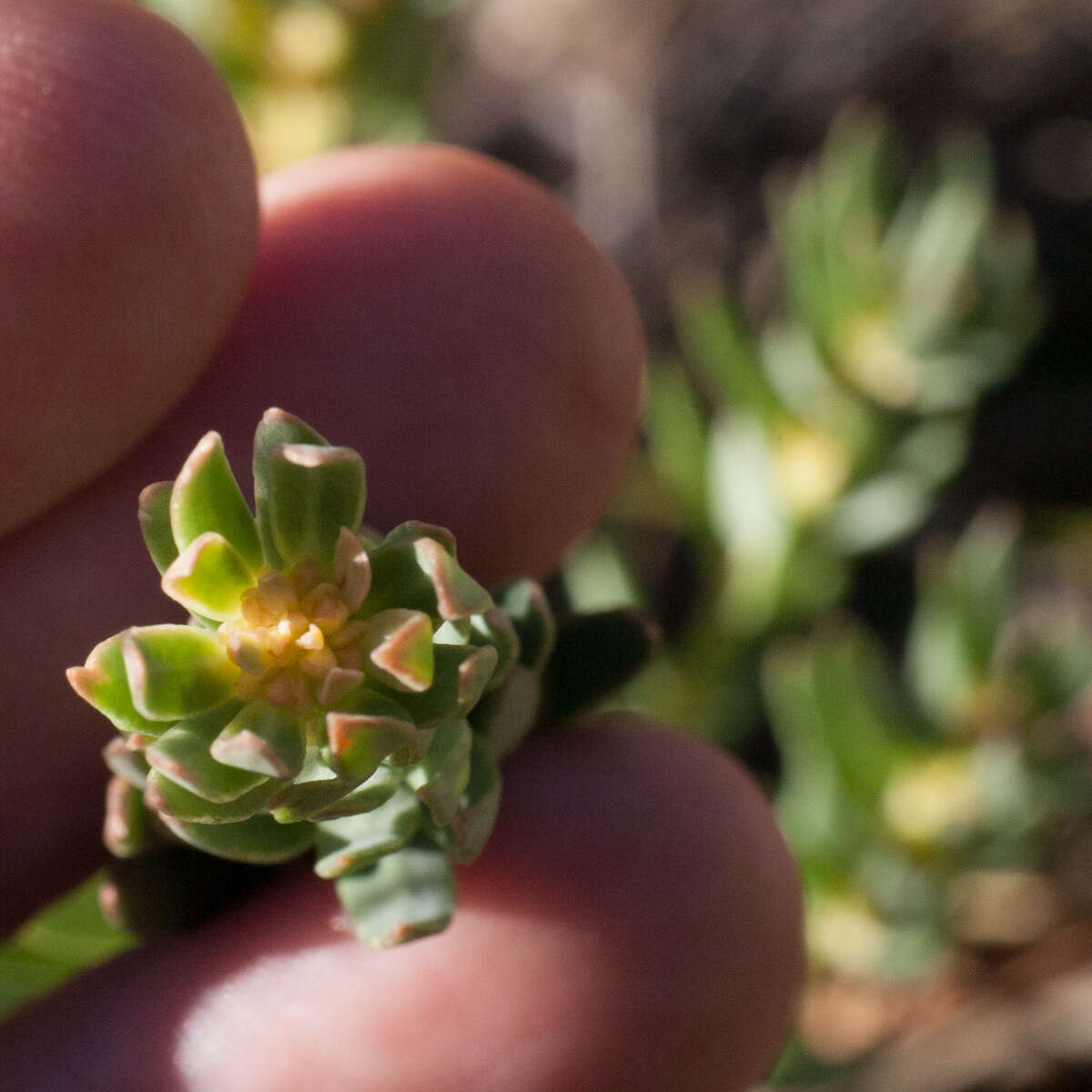 Image of Clutia polygonoides L.