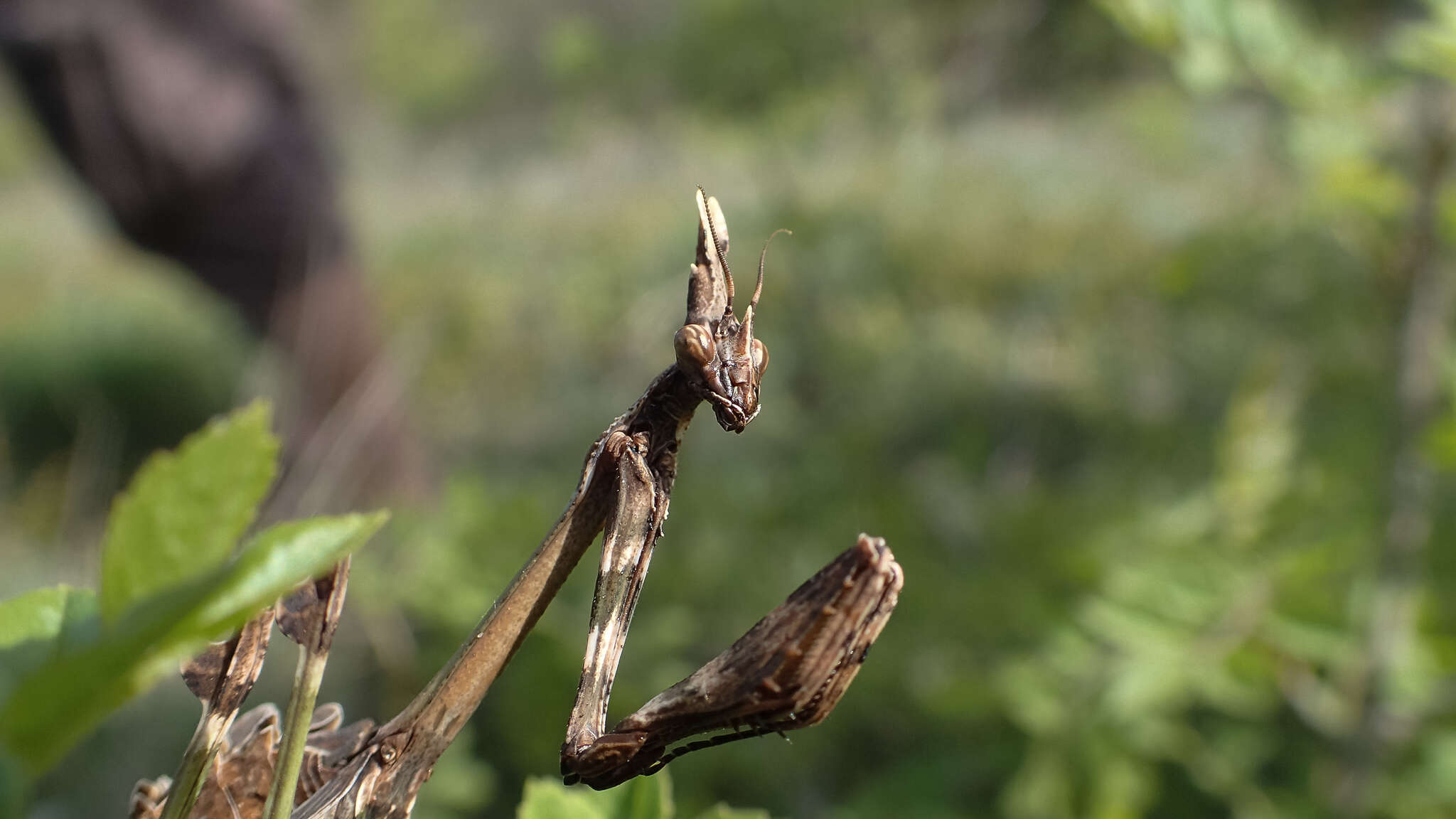 Image of Empusa fasciata Brulle 1832