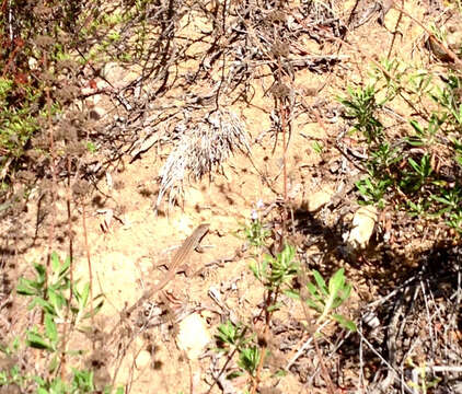 Image of Tiger Whiptail