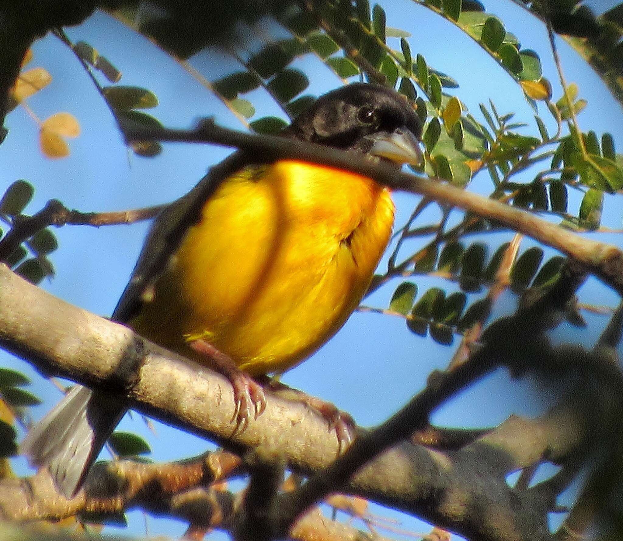 Image de Ploceus bicolor bicolor Vieillot 1819