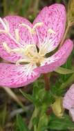 Imagem de Oenothera canescens Torr.