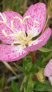 Imagem de Oenothera canescens Torr.