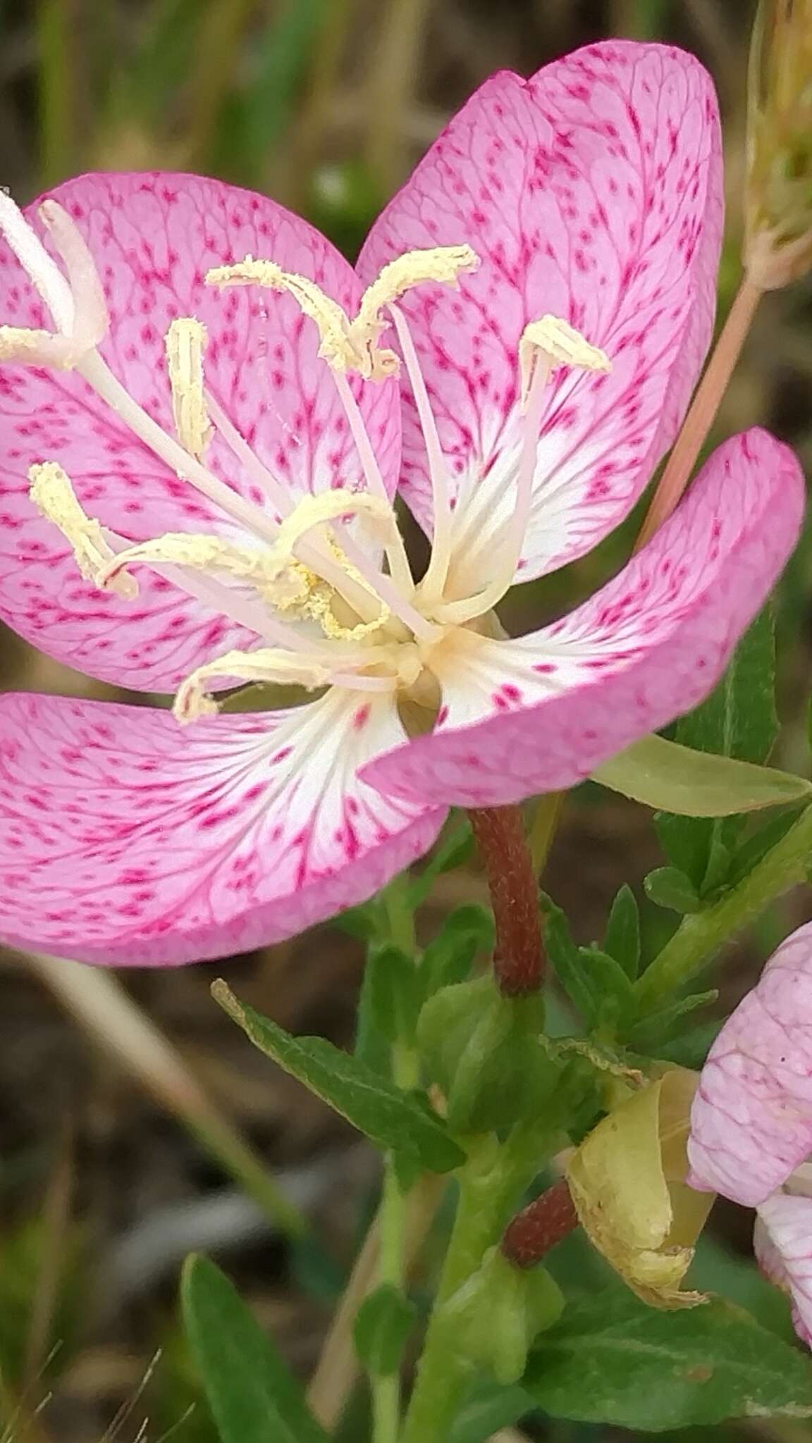 Plancia ëd Oenothera canescens Torr.