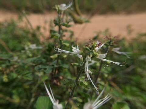 Imagem de Ocimum filamentosum Forssk.