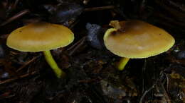 Image of Dermocybe icterinoides E. Horak 1988