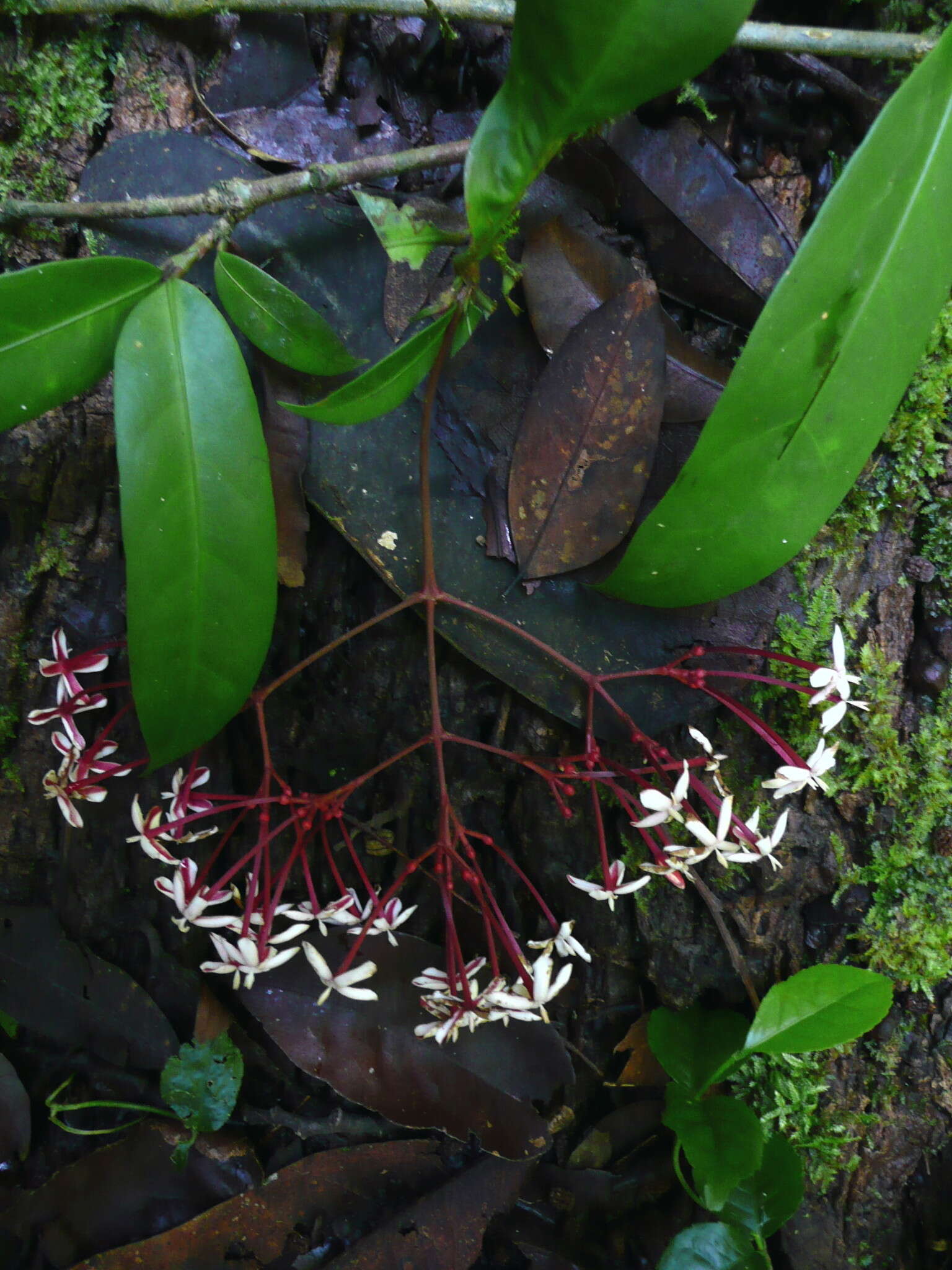 Image of Ixora nimbana Schnell