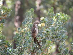 Image of Little Wattlebird