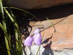 Image of Gladiolus patersoniae F. Bolus