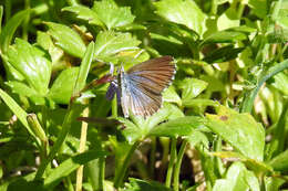 Image de Theclinesthes serpentata (Herrich-Schäffer 1869)