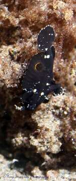 Image of Nudiantennarius