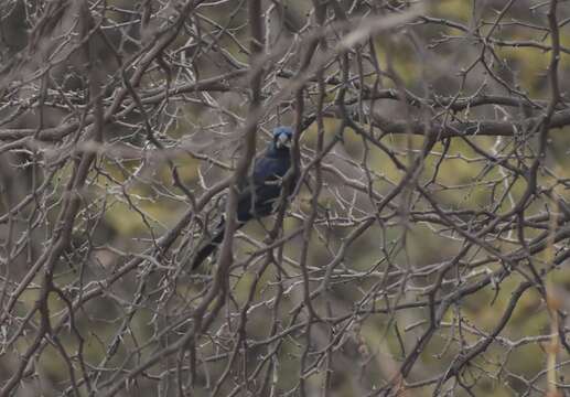 Image of Ultramarine Grosbeak