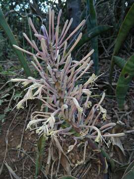 Imagem de Sansevieria hyacinthoides (L.) Druce