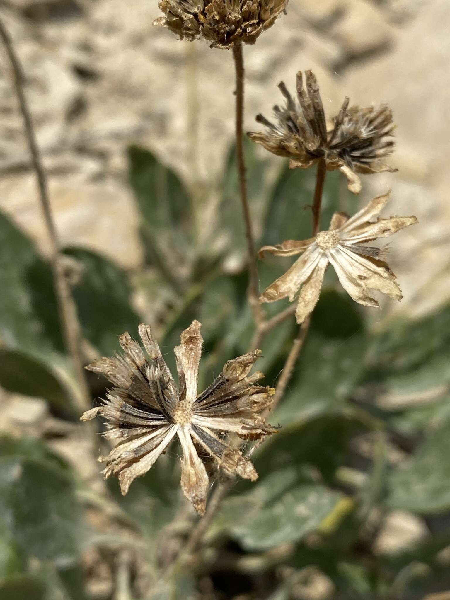 Image of Platyschkuhria integrifolia (A. Gray) Rydb.