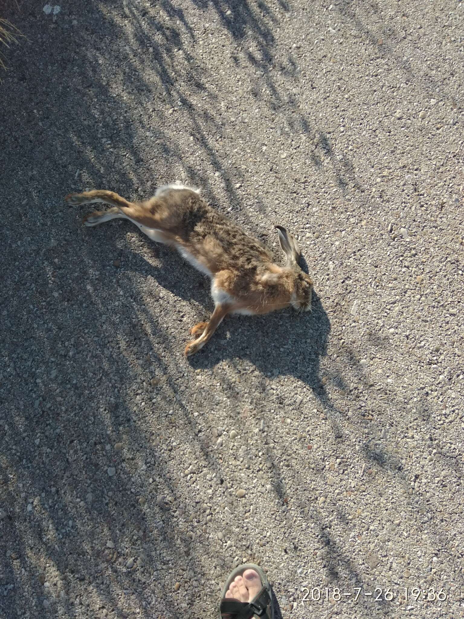 Image of Granada Hare