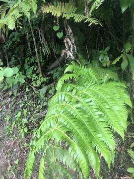 صورة Cyathea horrida (L.) Sm.