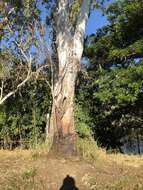 صورة Eucalyptus tereticornis subsp. tereticornis