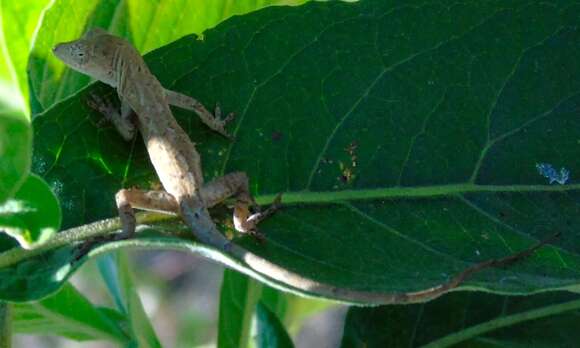 Image of Schmidt's Anole