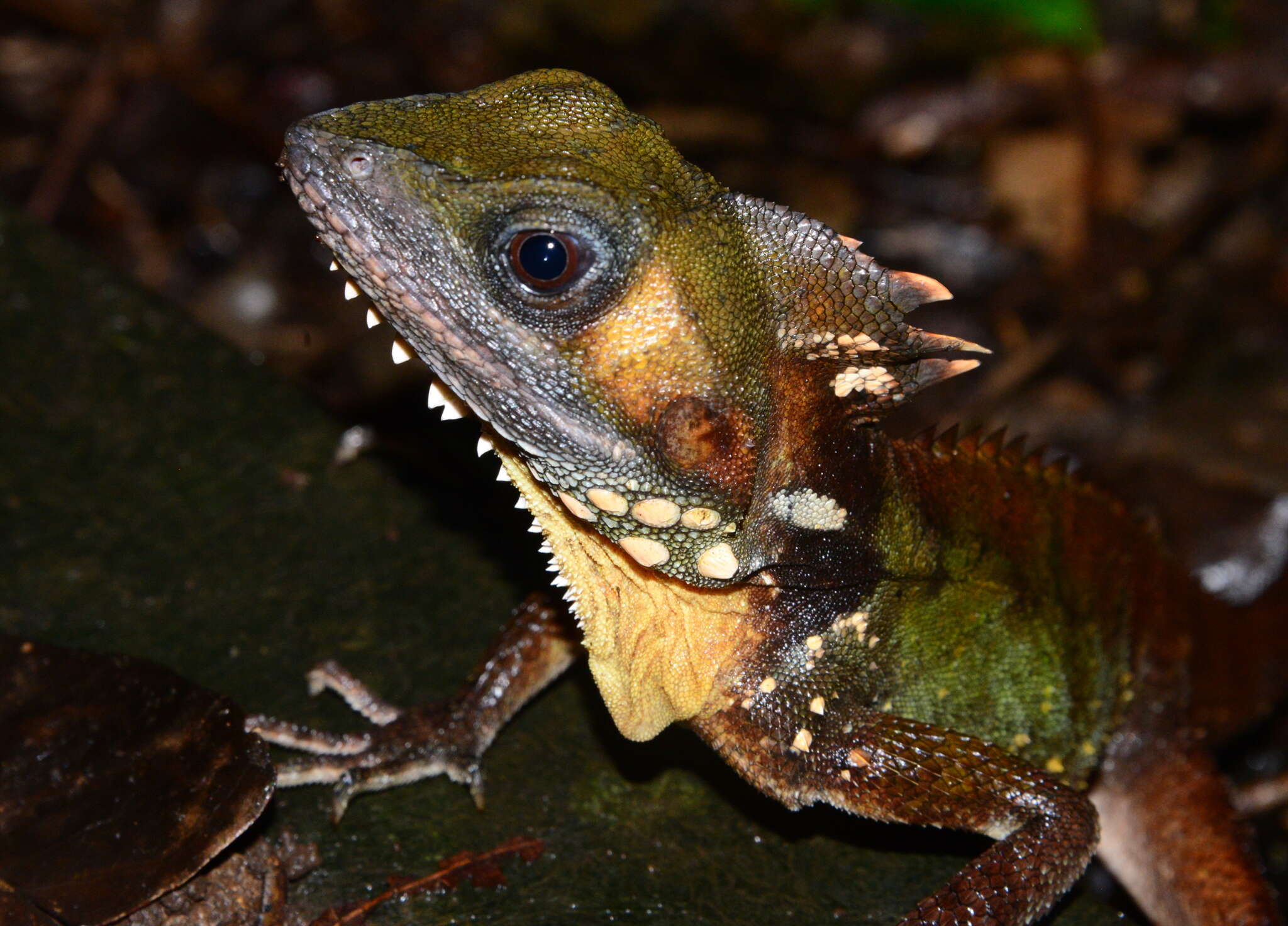 Image of Lophosaurus boydii (Macleay 1884)