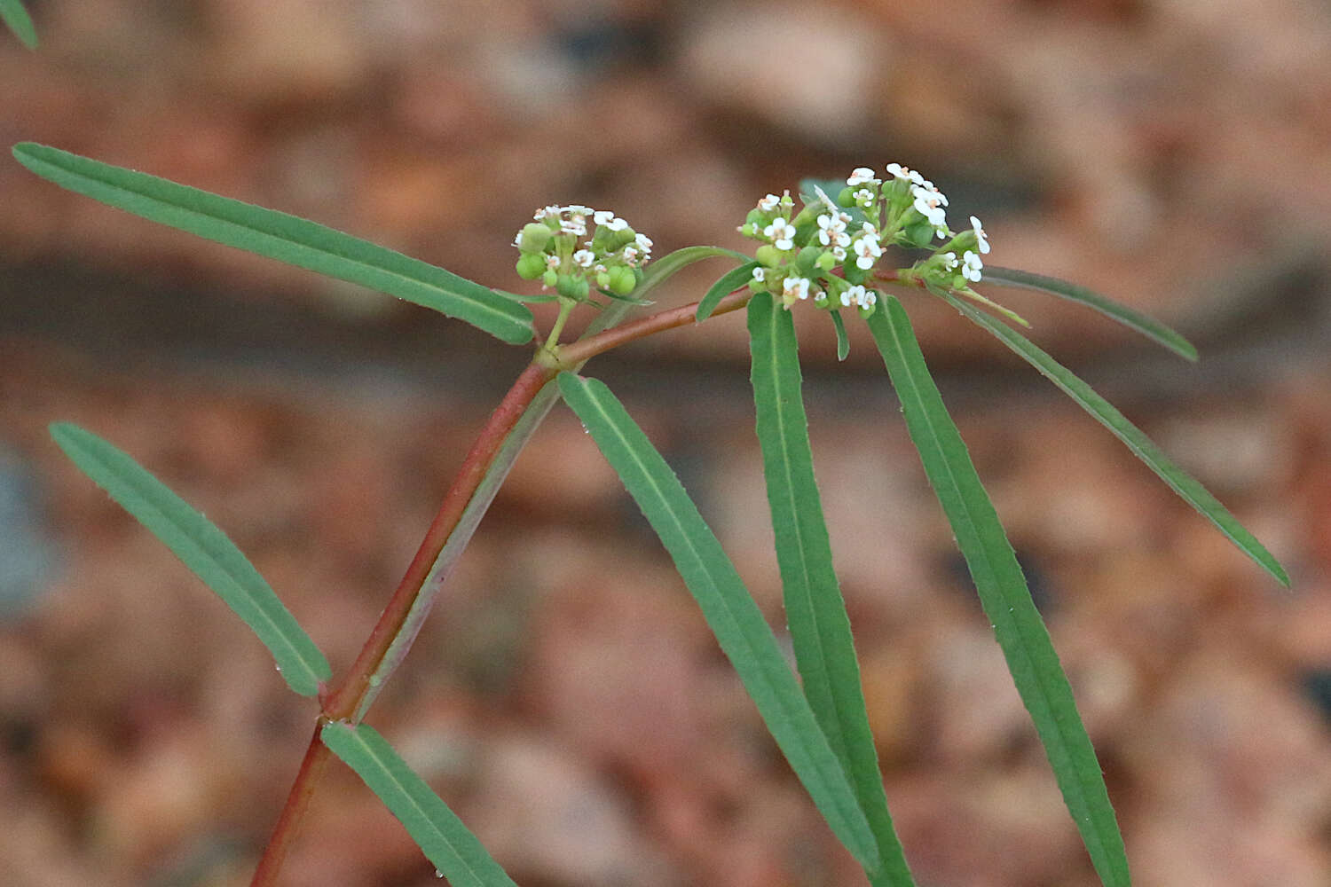 Imagem de Euphorbia bifida Hook. & Arn.