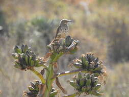 صورة Toxostoma cinereum (Xántus 1860)