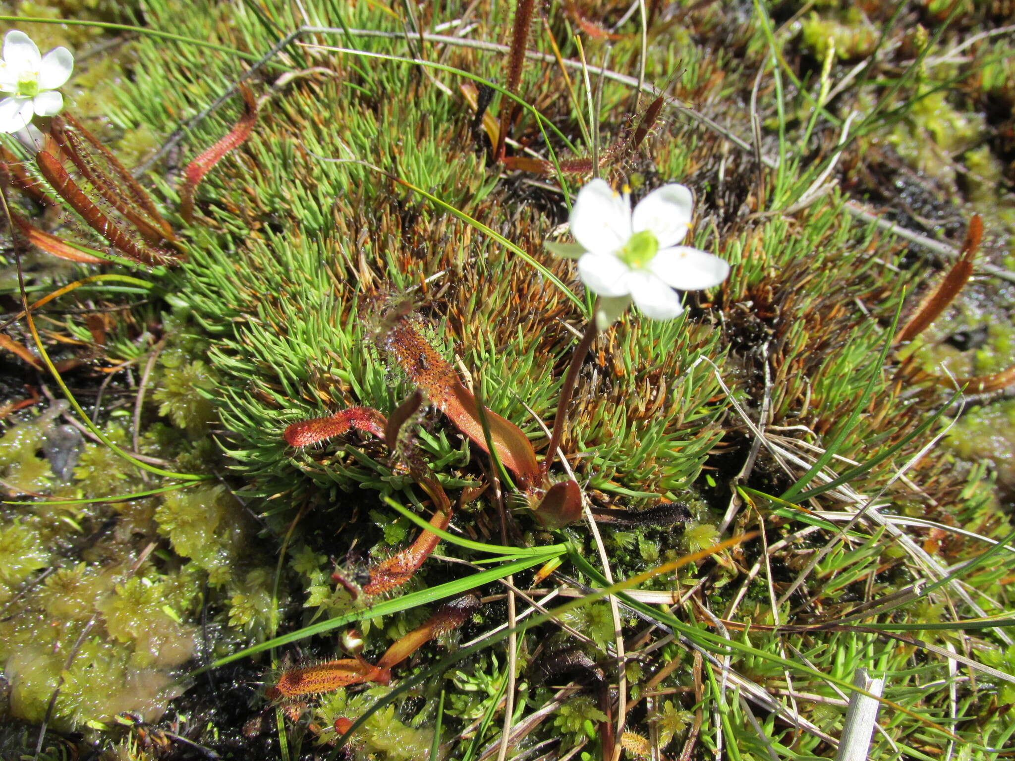 Image of Drosera arcturi Hook.