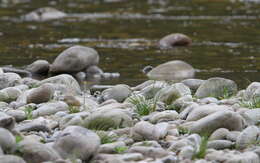 Image of Long-billed Plover