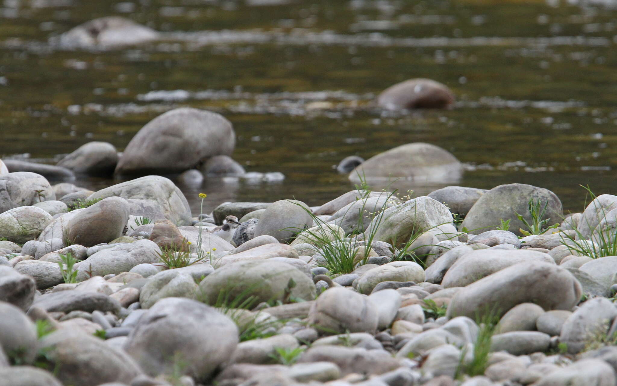 Charadrius placidus Gray, JE, Gray & GR 1863 resmi