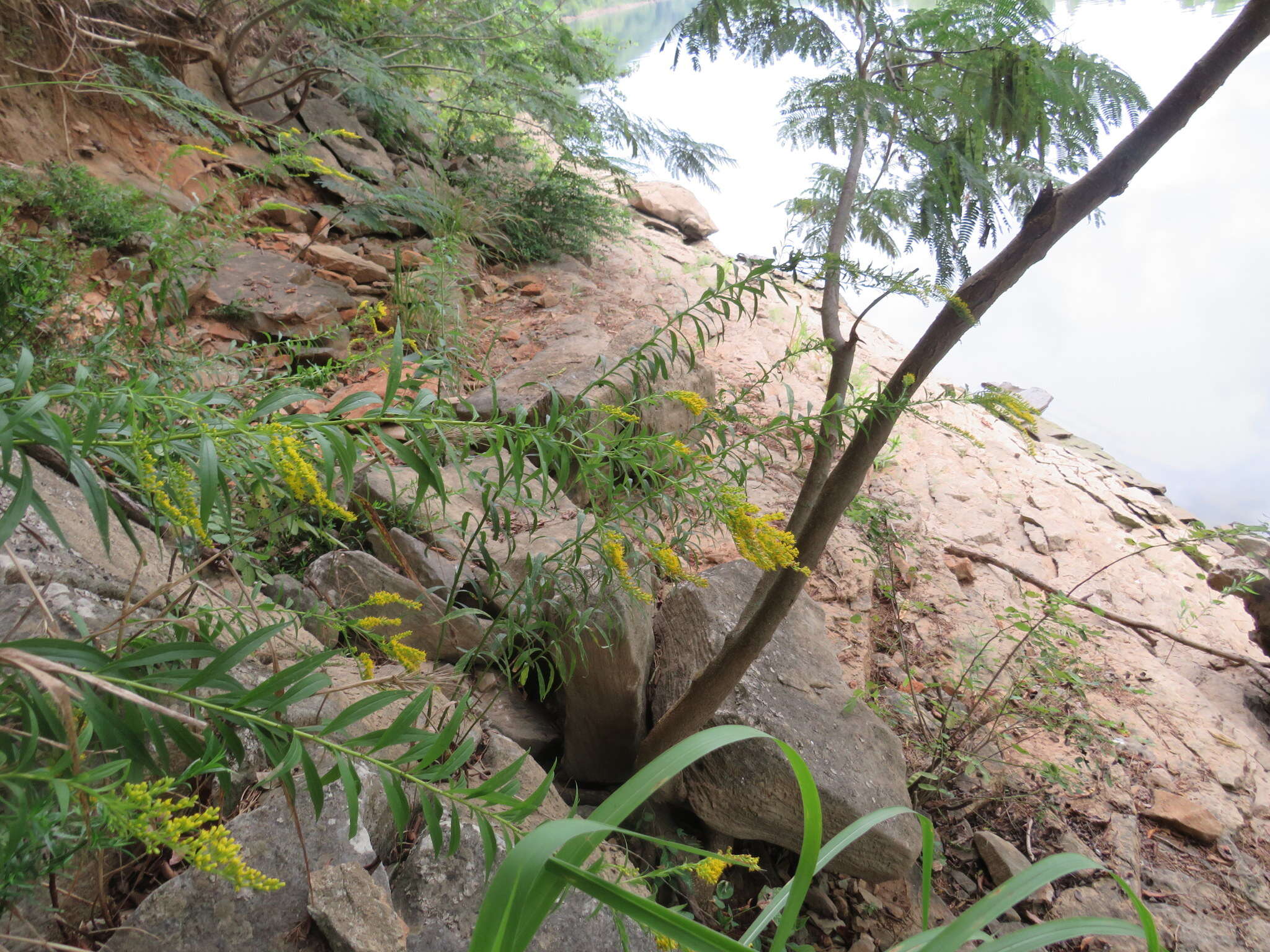 Image of rock goldenrod