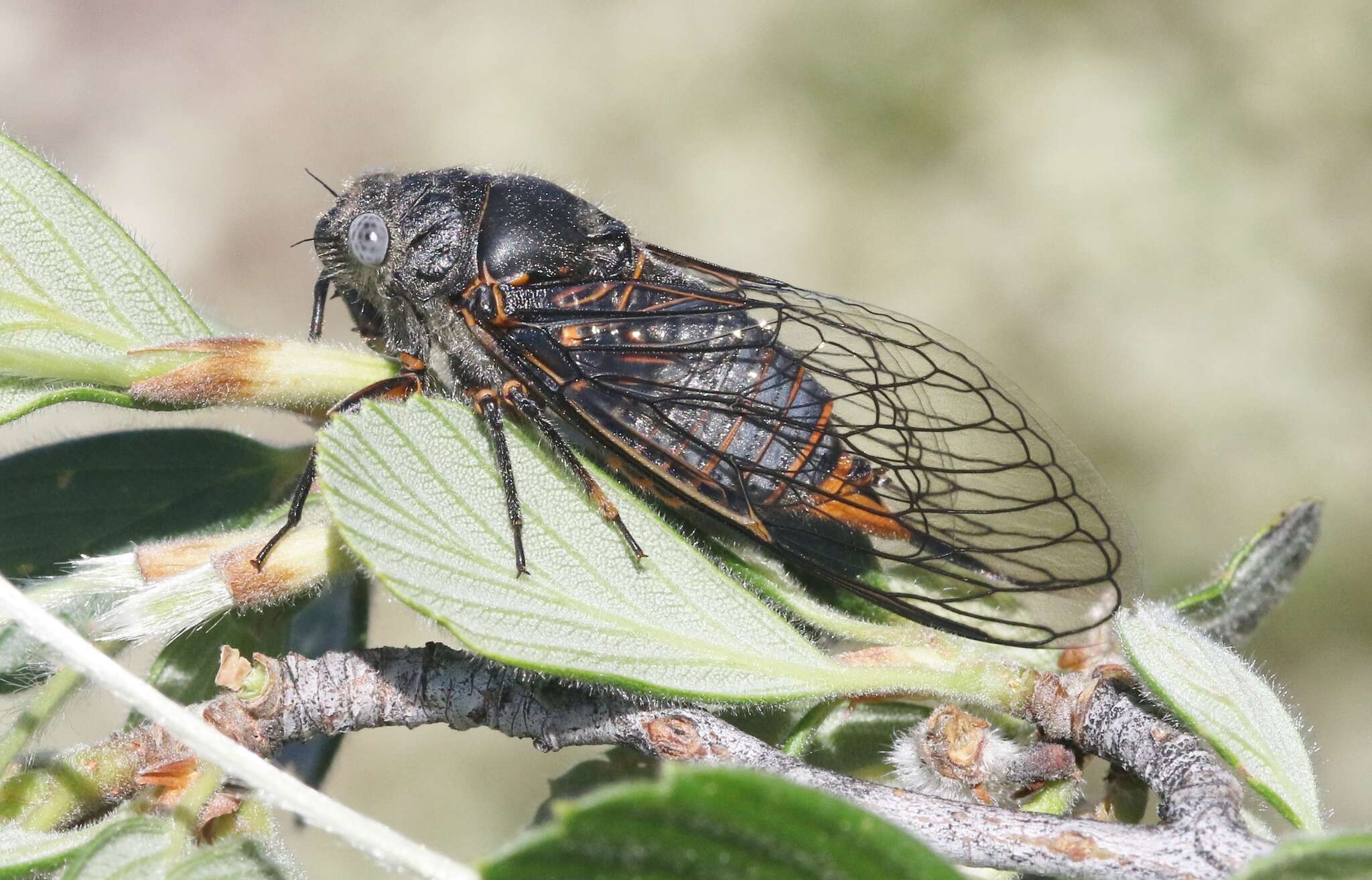 Image of Okanagana cruentifera (Uhler 1892)