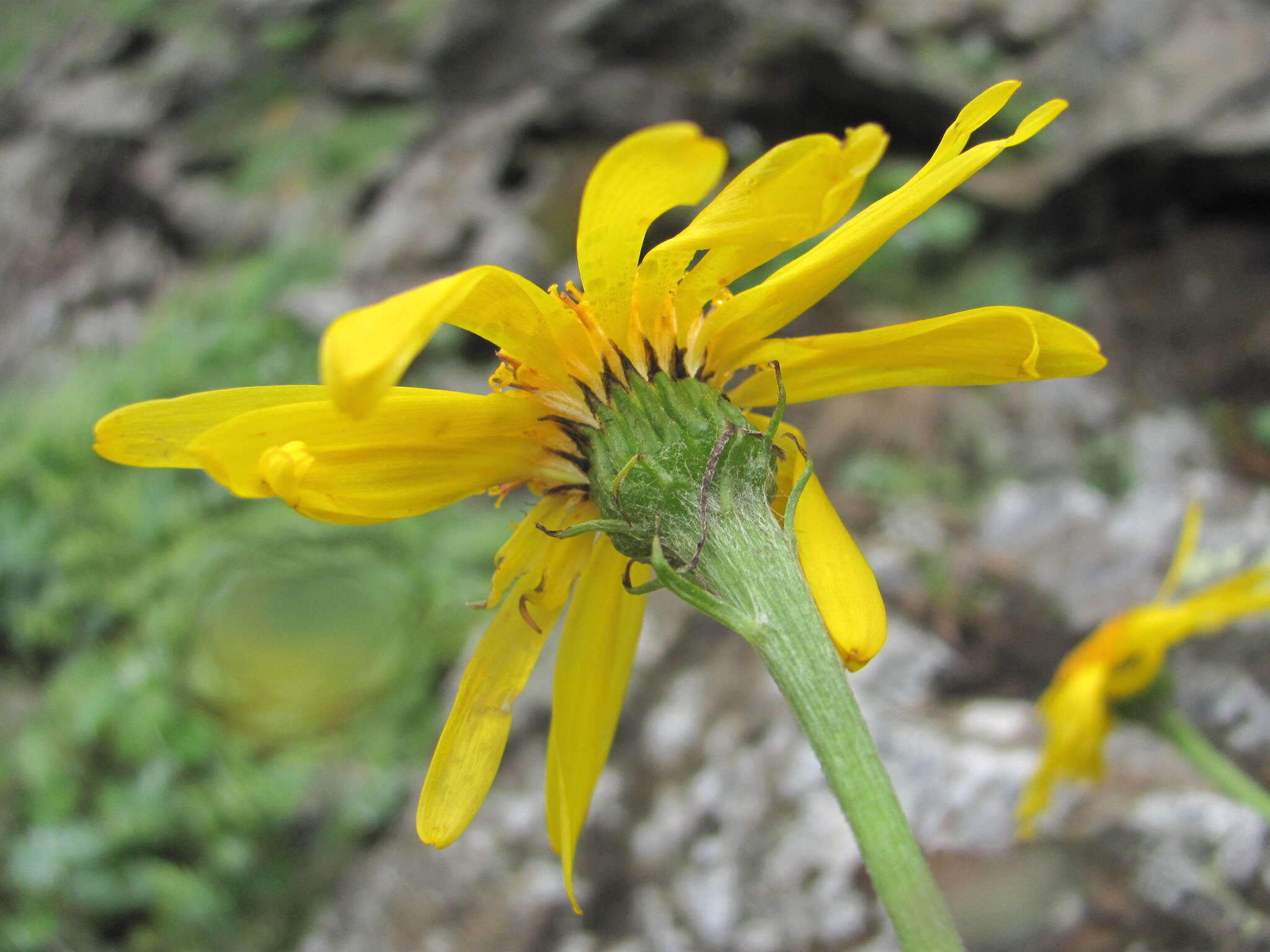 Plancia ëd Dolichorrhiza caucasica (M. Bieb.) Galushko