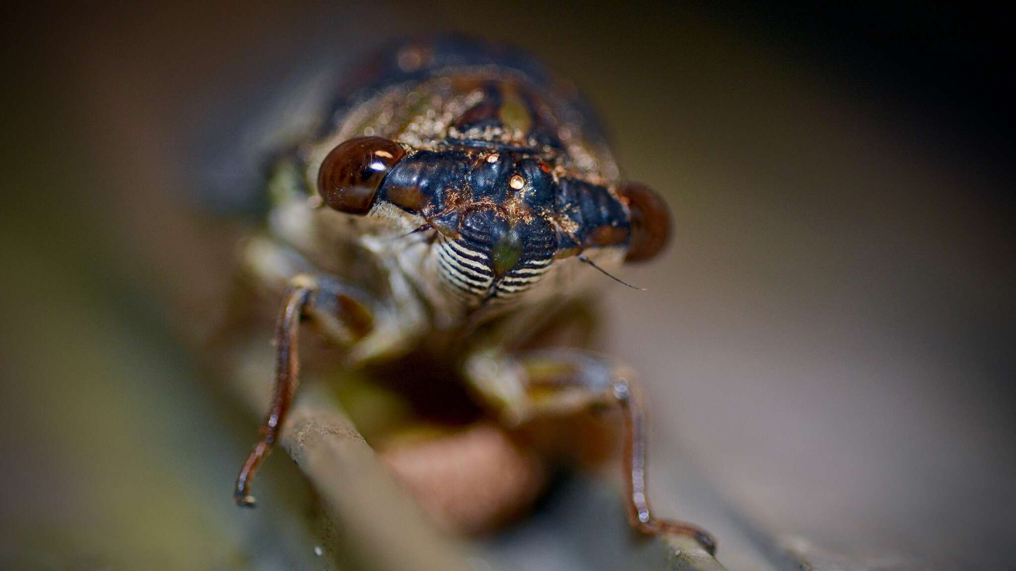 Image of Neotibicen similaris (Smith, J. B. & Grossbeck 1907)